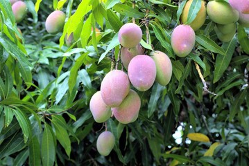 Ripe mangoes on tree. Bunch of fresh mangoes hanging from tree. Australian Mangoes are in pink, red and green color.