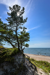Beautiful summer view of the Baltic Sea,  sandy beach,  pine forest and bright blue sky, Curonian Spit, Klaipeda, Lithuania. Serene sea and a deserted beach without people. Landscape.