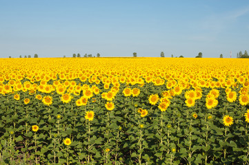 Fototapeta premium Sunflower field landscape