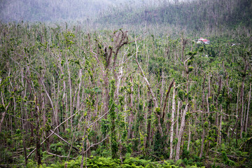 Obraz na płótnie Canvas Broken trees in Morne Trois Pitons National Park after Hurricane Maria in Dominica