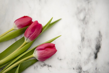 Three pretty pink tulips on a marble background 