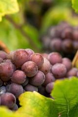 rosé wine grape in vieneyard