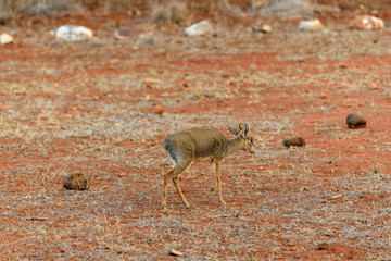 Dik-Dik antelope in the Savannah