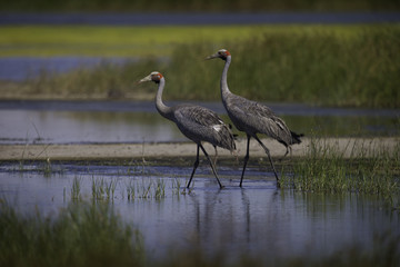 An Australian crane (Antigone rubicunda) also known as Brolga, captured in the outskirts of Melbourne. This bird is endemic to Australia and New Guinea.