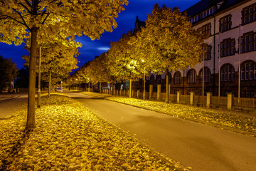 Autumn trees in the Freiburg Schuetzenallee on an early morning in October. The leaves have a...