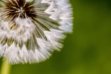 White dandelion blowball with drops of dew