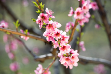 Cherry blossom and peach blossom trees in an orchard