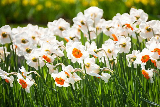 Blooming white narcissus. Keukenhof flower park in Netherlands, Europe. Selective focus