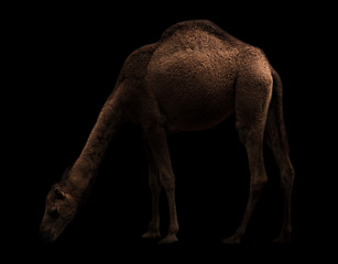 arabian camel standing in the dark