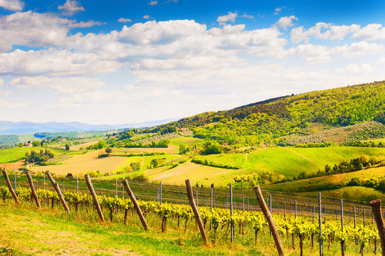 Vineyards in spring. Green hills and blue sky in Tuscany, Italy