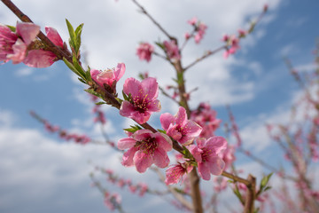 Peach and cherry blossom in spring