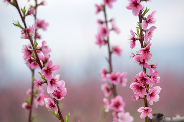 Peach and cherry blossom in spring