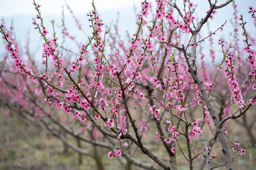 Peach and cherry blossom in spring