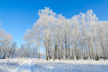 Birch grove in hoarfrost on clear sunny day