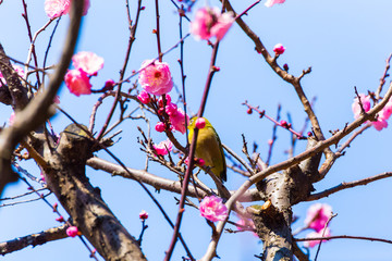The Japanese White-eye.The foreground is red plum blossoms. Located in Tokyo Prefecture Japan.