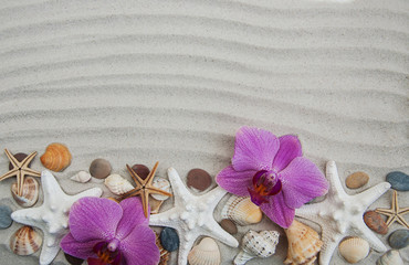 Seashells and starfish border