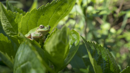 ニホンアマガエル　日本雨蛙
