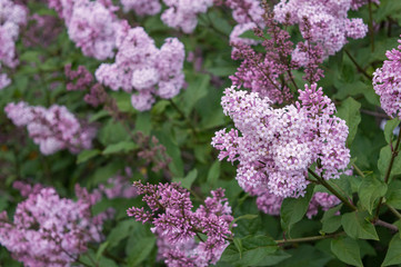 Pink lilac blooming in spring garden, popular ornamental shrub with fragrant flowers, syringa chinensis Saugeana