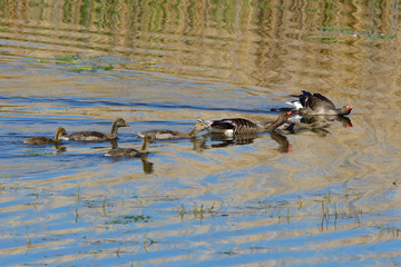 Graugans Familie am Morgen in einem Teich in der Oberlausitz