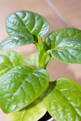 Edible vine, shiny foliage of malabar spinach