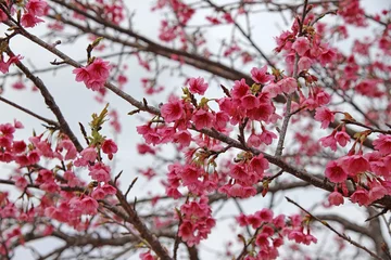 Küchenrückwand glas motiv Kirschblüte 沖縄の桜