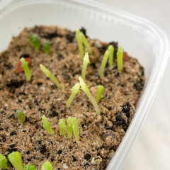 Lobivia cacti seedlings in sand
