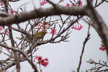 桜とメジロ