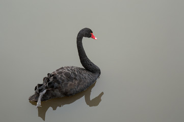 Black swan swimming in still water