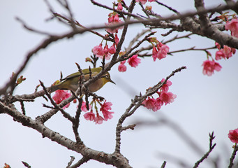 桜とメジロ