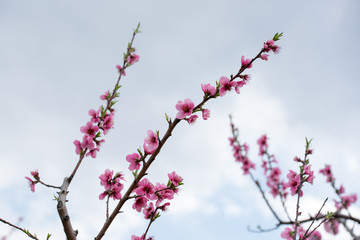 Cherry blossom and peach blossom trees in an orchard