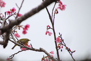 桜とメジロ