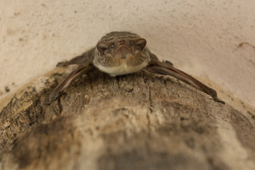 A bat in Gambia, Africa