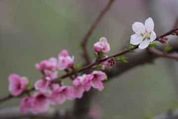 Spring flowers magnolia blossom tree on a bright sunny day