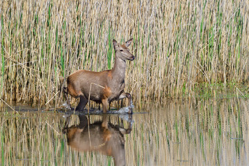 Rotwild auf der Flucht