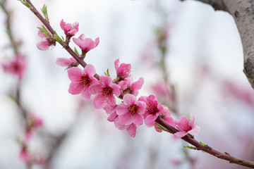Cherry blossom and peach blossom trees in an orchard