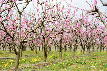 Peach blossom trees in a row during spring time