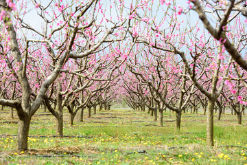 Fototapeta premium Blossom of peach trees in orchard
