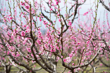 Peach blossom trees in a row during spring time