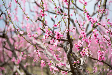 Cherry blossom and peach blossom trees in an orchard