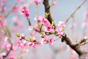 Fototapeta na wymiar Peach blossom trees in a row during spring time