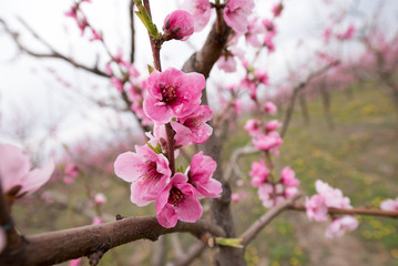 Cherry blossom and peach blossom trees in an orchard