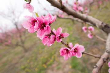 Peach blossom trees in a row during spring time
