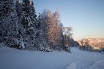  Trees in the forest illuminated by the rays of the morning sun