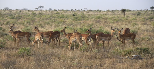 Animali nella savana