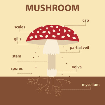 vector diagram showing parts of mushroom whole plant - agricultural infographic amanita muscaria scheme with labels for education of biology