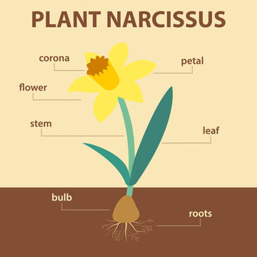 vector diagram showing parts of narcissus whole plant - agricultural infographic daffodil scheme with labels for education of biology - flower, leaf, stem, roots system, bulb, corona and petal