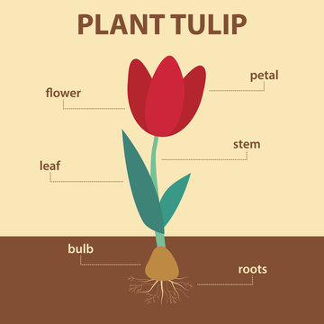 vector diagram showing parts of tulip whole plant - agricultural infographic scheme with labels for education of biology - flower, leaf, stem, roots system, bulb
