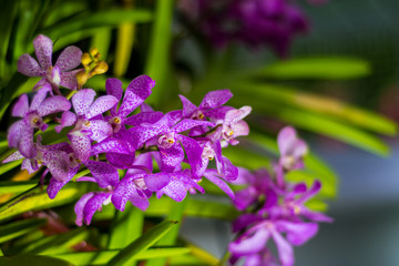 Beautiful  flower in the garden.