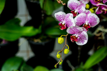 Beautiful  flower in the garden.