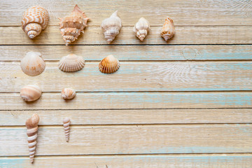 Fototapeta na wymiar Seashells on a wooden background. Collection of seashels